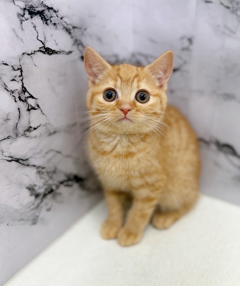 神奈川県のスコティッシュフォールド (かねだい東戸塚店/2025年11月14日生まれ/男の子/レッドタビー)の子猫の3枚目の画像
