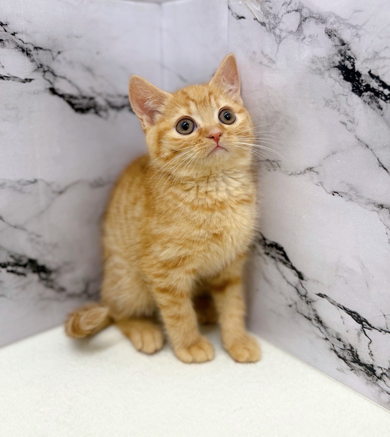 神奈川県のスコティッシュフォールド (かねだい東戸塚店/2025年11月14日生まれ/男の子/レッドタビー)の子猫の4枚目の画像