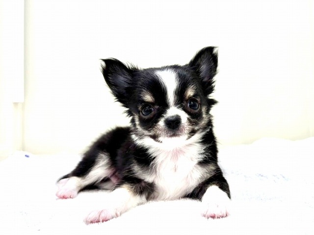 東京都のチワワ(ロング) (かねだい本町田店/2025年12月14日生まれ/男の子/ブラックタンホワイト)の子犬の1枚目の画像