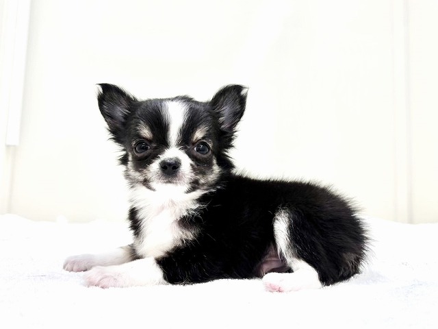 東京都のチワワ(ロング) (かねだい本町田店/2025年12月14日生まれ/男の子/ブラックタンホワイト)の子犬の2枚目の画像