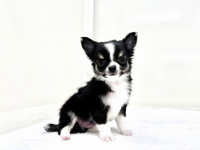 東京都のチワワ(ロング) (かねだい本町田店/2025年12月14日生まれ/男の子/ブラックタンホワイト)の子犬の3枚目の画像