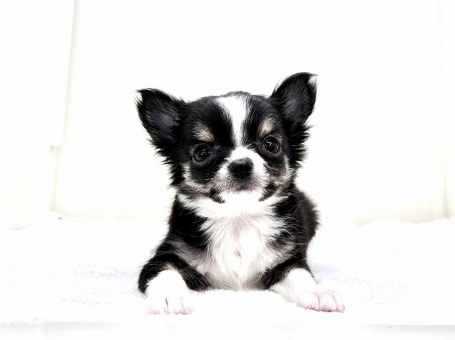 東京都のチワワ(ロング) (かねだい本町田店/2025年12月14日生まれ/男の子/ブラックタンホワイト)の子犬の4枚目の画像