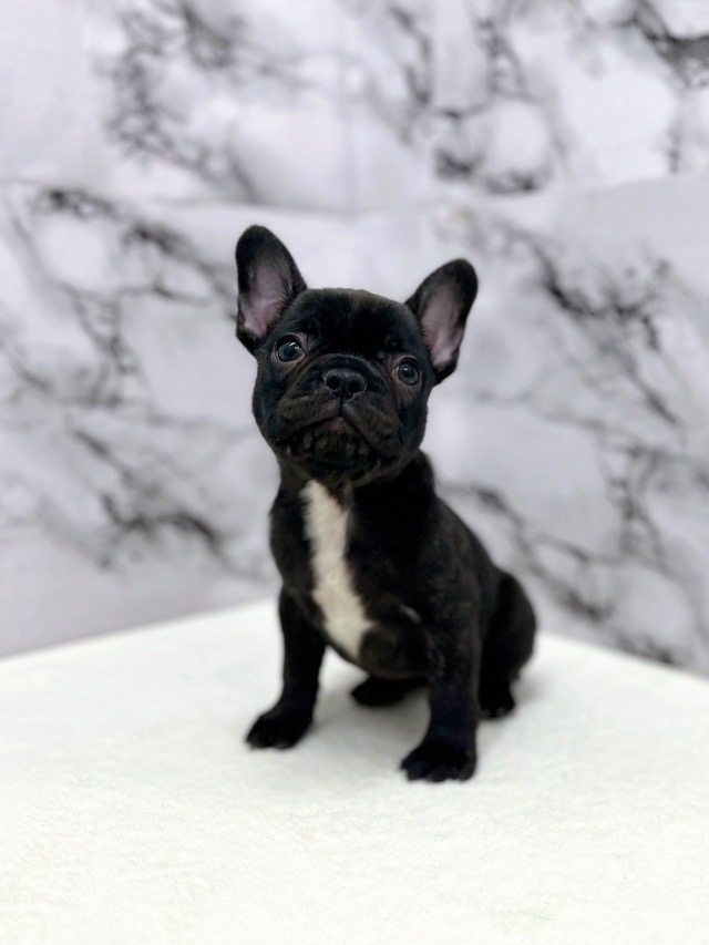 神奈川県のフレンチブルドッグ (かねだい東戸塚店/2025年12月13日生まれ/女の子/ブリンドルホワイト)の子犬の1枚目の画像
