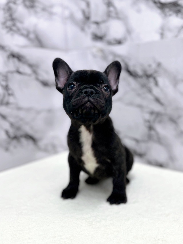 神奈川県のフレンチブルドッグ (かねだい東戸塚店/2025年12月13日生まれ/女の子/ブリンドルホワイト)の子犬の3枚目の画像