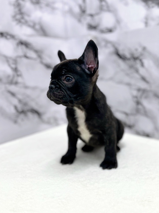 神奈川県のフレンチブルドッグ (かねだい東戸塚店/2025年12月13日生まれ/女の子/ブリンドルホワイト)の子犬の4枚目の画像
