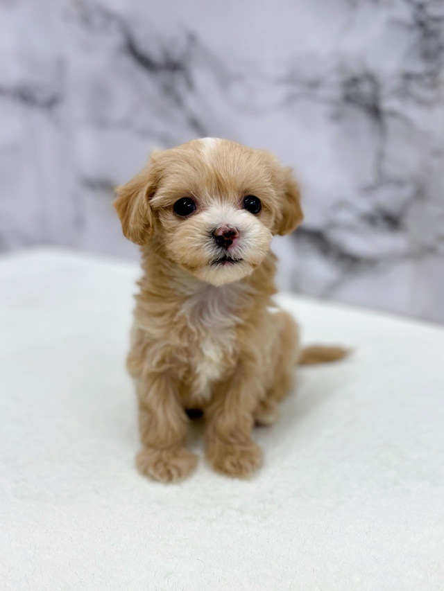 神奈川県のマルプー(マルチーズ×プードル) (かねだい東戸塚店/2025年12月13日生まれ/女の子/アプリコット)の子犬の3枚目の画像