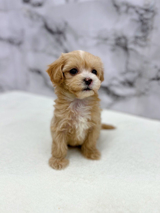 神奈川県のマルプー(マルチーズ×プードル) (かねだい東戸塚店/2025年12月13日生まれ/女の子/アプリコット)の子犬の4枚目の画像