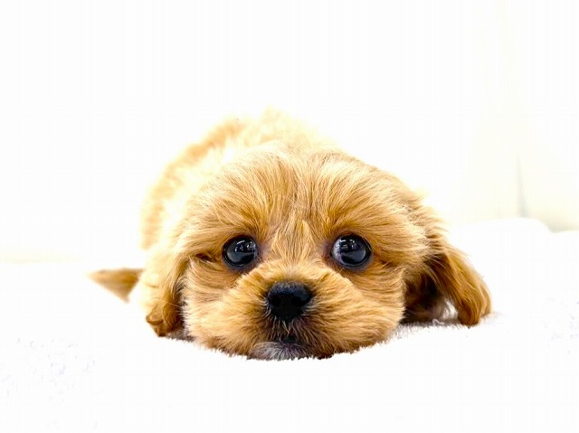 東京都のペキプー(ペキニーズ×プードル) (かねだい本町田店/2025年12月13日生まれ/女の子/アプリコットホワイト)の子犬の1枚目の画像