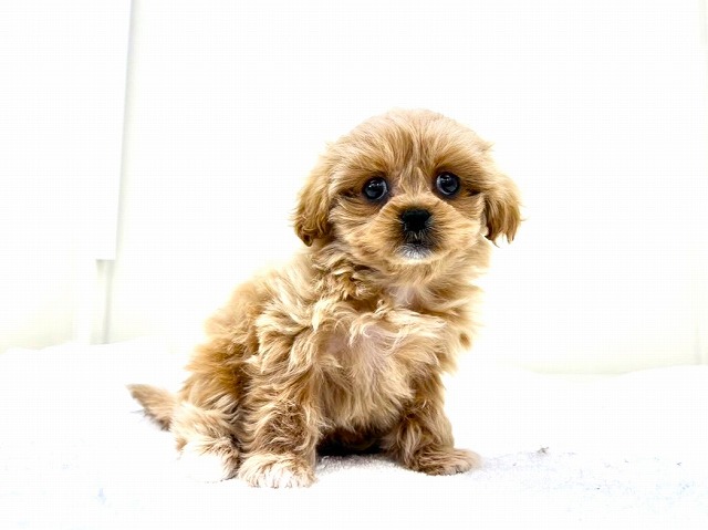 東京都のペキプー(ペキニーズ×プードル) (かねだい本町田店/2025年12月13日生まれ/女の子/アプリコットホワイト)の子犬の3枚目の画像