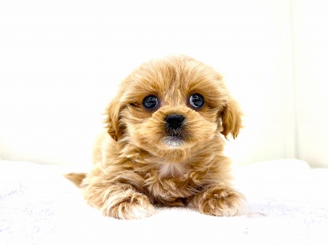 東京都のペキプー(ペキニーズ×プードル) (かねだい本町田店/2025年12月13日生まれ/女の子/アプリコットホワイト)の子犬の4枚目の画像