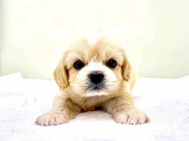 東京都のペキプー(ペキニーズ×プードル) (かねだい本町田店/2025年12月13日生まれ/男の子/クリームホワイト)の子犬の2枚目の画像