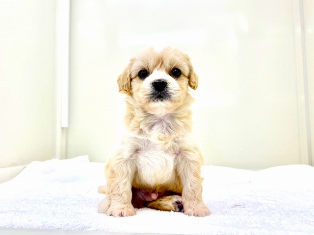 東京都のペキプー(ペキニーズ×プードル) (かねだい本町田店/2025年12月13日生まれ/男の子/クリームホワイト)の子犬の3枚目の画像