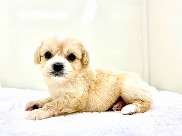 東京都のペキプー(ペキニーズ×プードル) (かねだい本町田店/2025年12月13日生まれ/男の子/クリームホワイト)の子犬の4枚目の画像