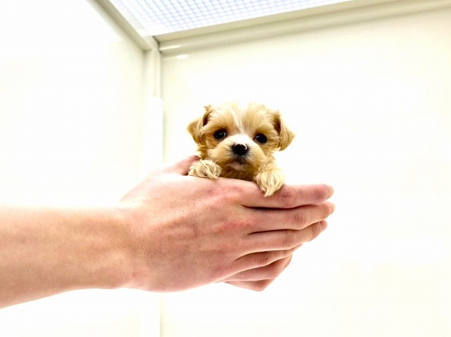 東京都のマルプー(マルチーズ×プードル) (かねだい本町田店/2025年12月10日生まれ/女の子/アプリコットホワイト)の子犬の1枚目の画像