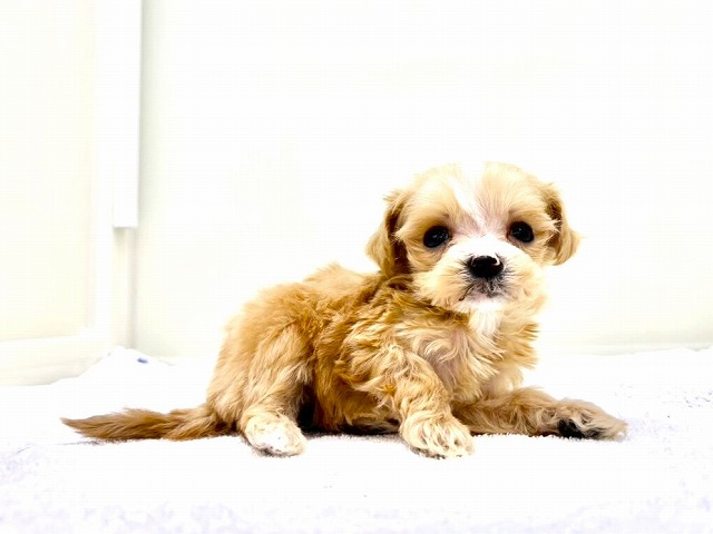 東京都のマルプー(マルチーズ×プードル) (かねだい本町田店/2025年12月10日生まれ/女の子/アプリコットホワイト)の子犬の2枚目の画像