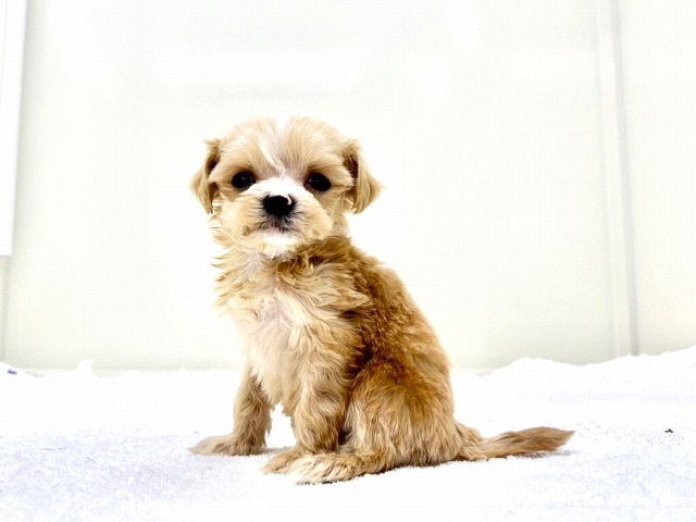 東京都のマルプー(マルチーズ×プードル) (かねだい本町田店/2025年12月10日生まれ/女の子/アプリコットホワイト)の子犬の4枚目の画像