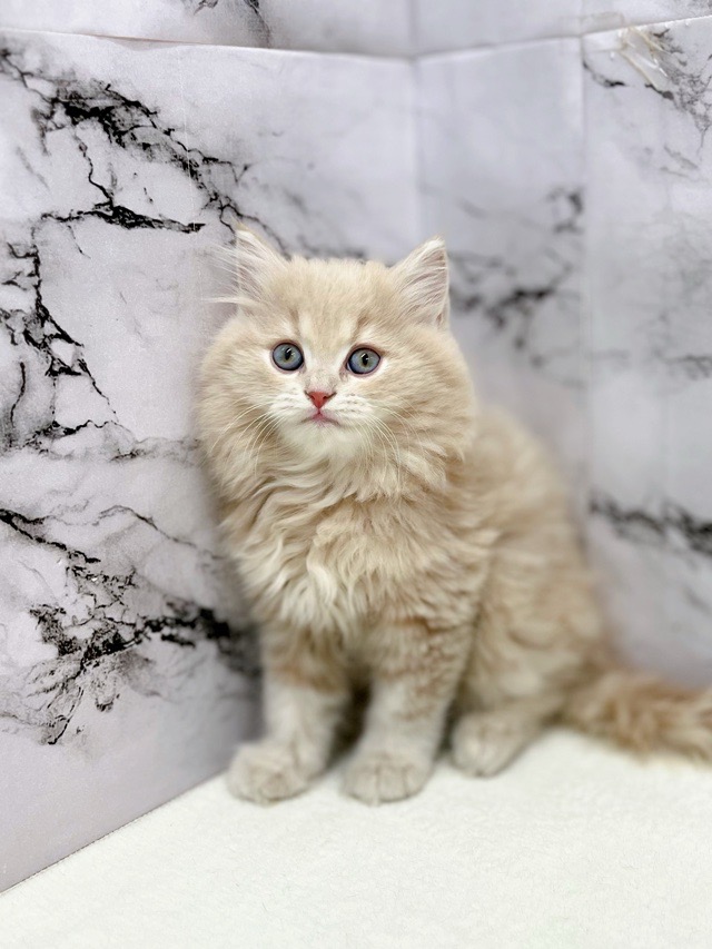 神奈川県のマンチカン (かねだい東戸塚店/2025年12月13日生まれ/男の子/クリームタビー)の子猫の1枚目の画像