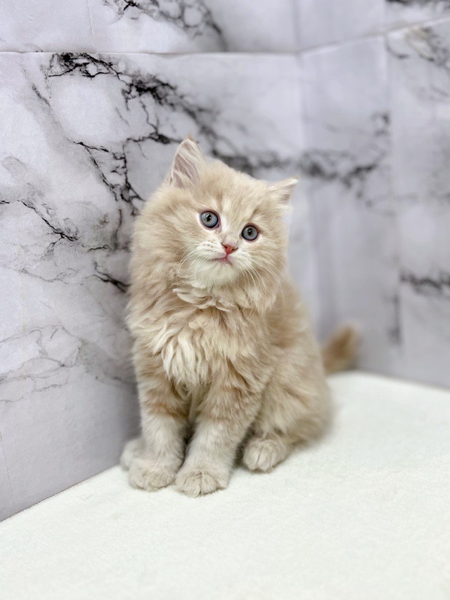 神奈川県のマンチカン (かねだい東戸塚店/2025年12月13日生まれ/男の子/クリームタビー)の子猫の2枚目の画像