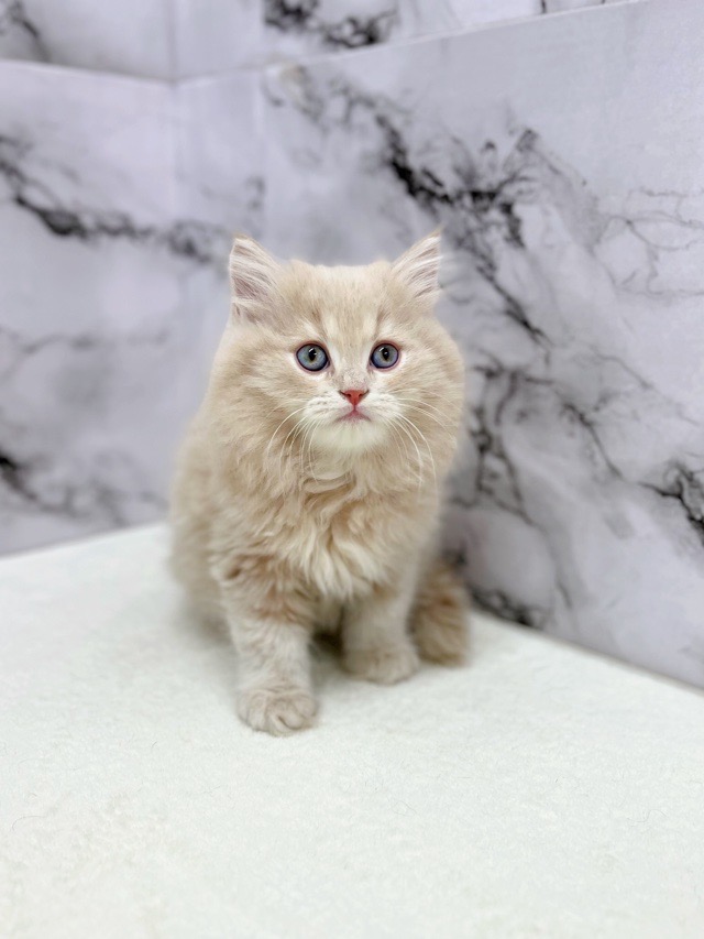 神奈川県のマンチカン (かねだい東戸塚店/2025年12月13日生まれ/男の子/クリームタビー)の子猫の3枚目の画像