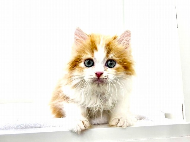 東京都のミヌエット (かねだい本町田店/2025年12月2日生まれ/男の子/レッドタビーホワイト)の子猫の1枚目の画像