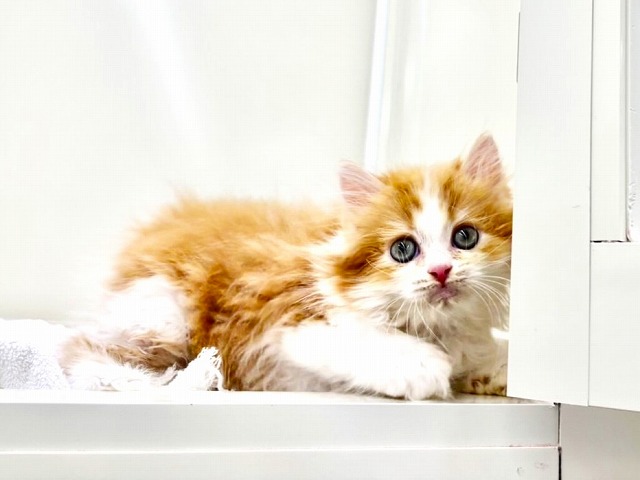 東京都のミヌエット (かねだい本町田店/2025年12月2日生まれ/男の子/レッドタビーホワイト)の子猫の2枚目の画像