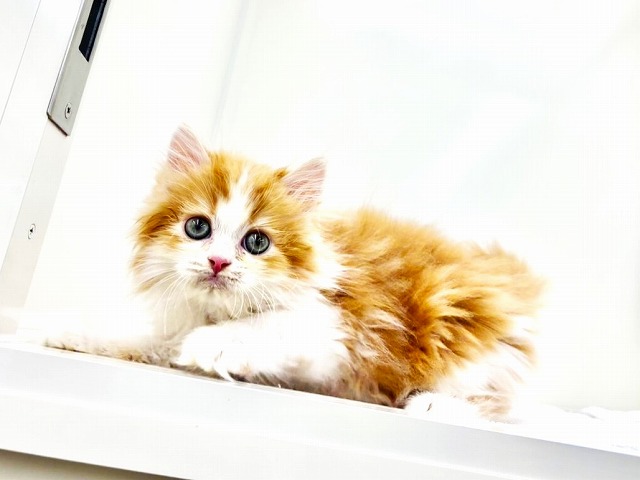 東京都のミヌエット (かねだい本町田店/2025年12月2日生まれ/男の子/レッドタビーホワイト)の子猫の4枚目の画像