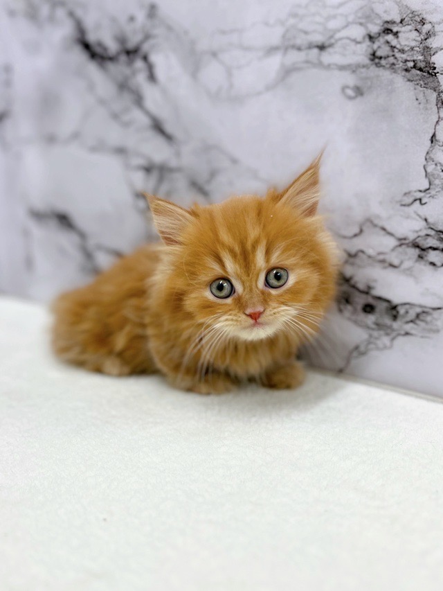 神奈川県のマンチカン (かねだい東戸塚店/2025年12月13日生まれ/男の子/レッドタビー)の子猫の1枚目の画像