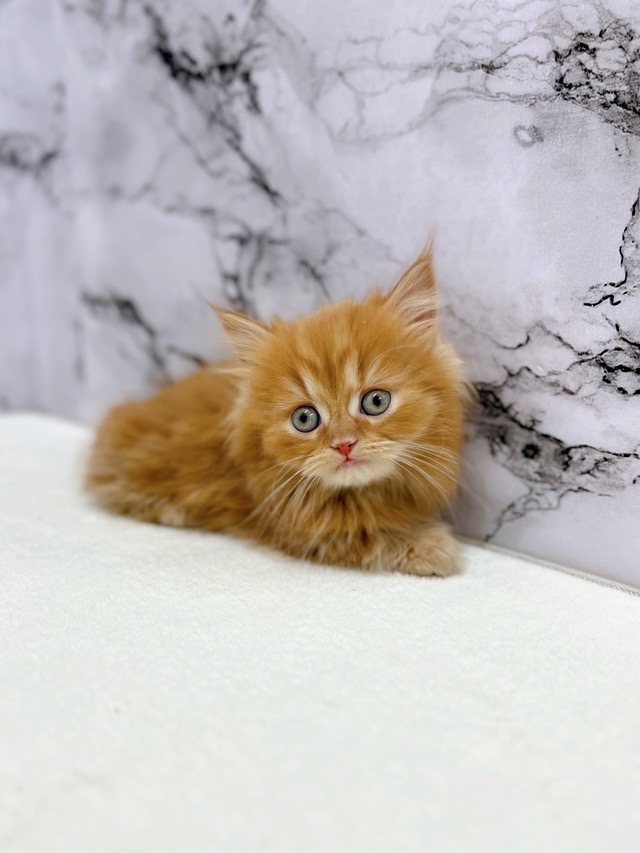 神奈川県のマンチカン (かねだい東戸塚店/2025年12月13日生まれ/男の子/レッドタビー)の子猫の2枚目の画像