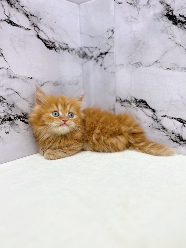 神奈川県のマンチカン (かねだい東戸塚店/2025年12月13日生まれ/男の子/レッドタビー)の子猫の4枚目の画像