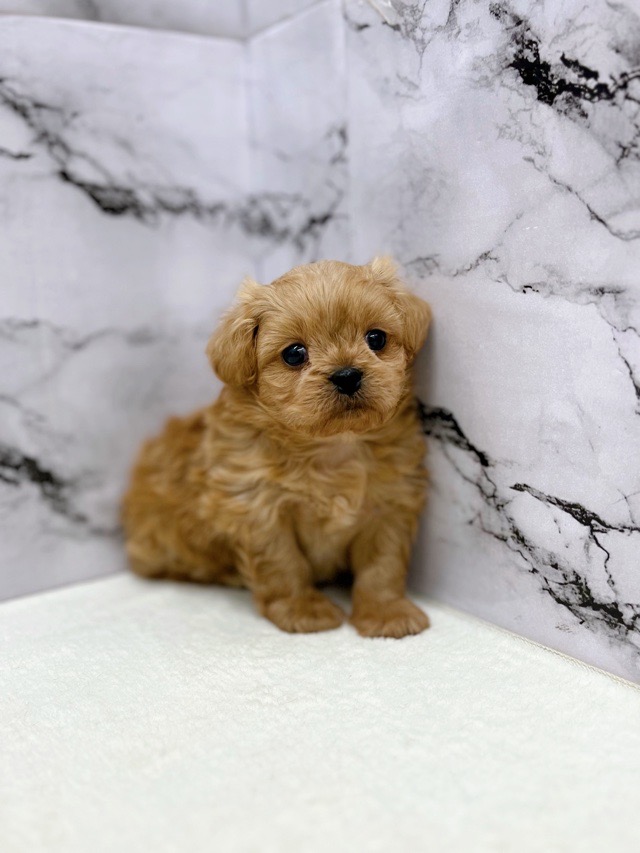 神奈川県のペキプー(ペキニーズ×プードル) (かねだい東戸塚店/2025年12月13日生まれ/男の子/アプリコット)の子犬の1枚目の画像