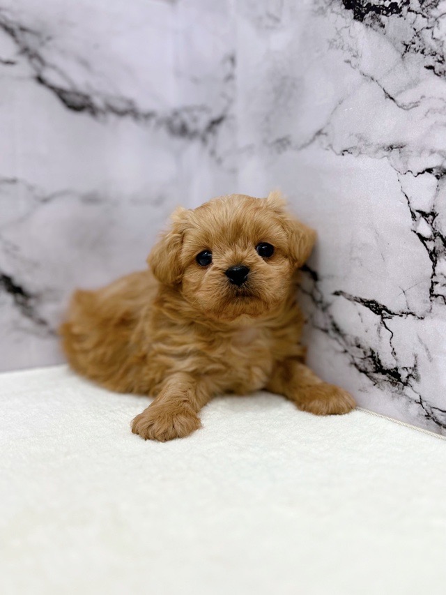 神奈川県のペキプー(ペキニーズ×プードル) (かねだい東戸塚店/2025年12月13日生まれ/男の子/アプリコット)の子犬の2枚目の画像