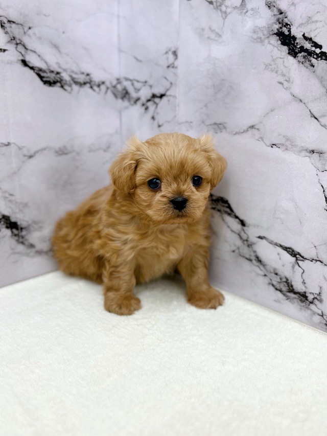 神奈川県のペキプー(ペキニーズ×プードル) (かねだい東戸塚店/2025年12月13日生まれ/男の子/アプリコット)の子犬の3枚目の画像