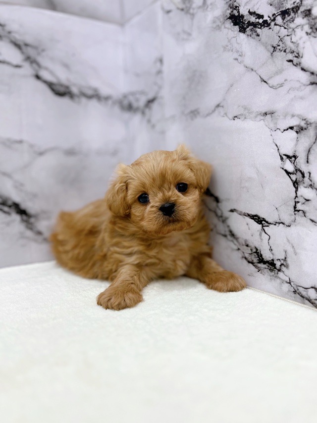 神奈川県のペキプー(ペキニーズ×プードル) (かねだい東戸塚店/2025年12月13日生まれ/男の子/アプリコット)の子犬の4枚目の画像