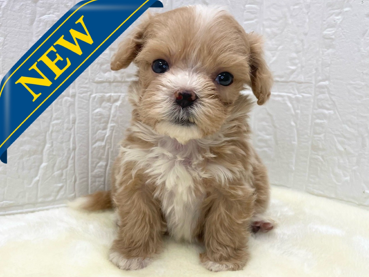 東京都のマルプー(マルチーズ×プードル) (かねだい青梅店/2025年12月13日生まれ/男の子/アプリコット)の子犬の1枚目の画像
