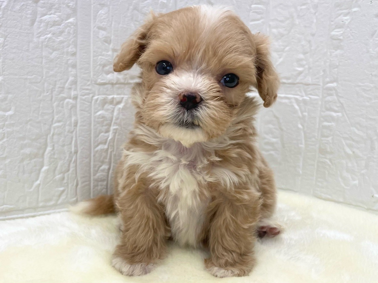 東京都のマルプー(マルチーズ×プードル) (かねだい青梅店/2025年12月13日生まれ/男の子/アプリコット)の子犬の2枚目の画像