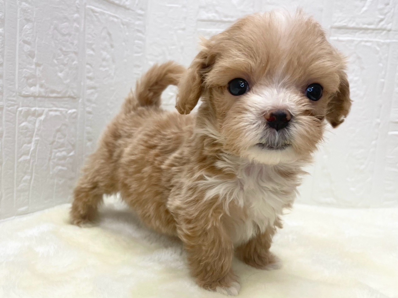 東京都のマルプー(マルチーズ×プードル) (かねだい青梅店/2025年12月13日生まれ/男の子/アプリコット)の子犬の3枚目の画像