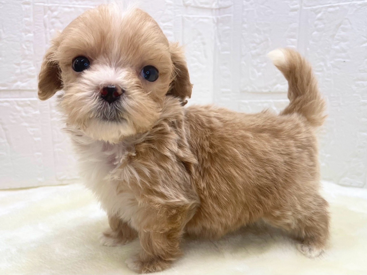 東京都のマルプー(マルチーズ×プードル) (かねだい青梅店/2025年12月13日生まれ/男の子/アプリコット)の子犬の4枚目の画像