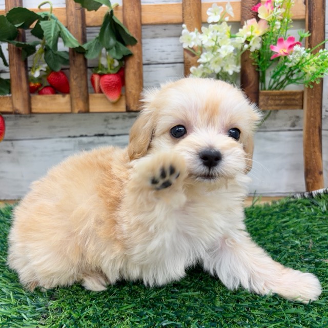 埼玉県のマルプー(マルチーズ×プードル) (かねだい所沢店/2025年12月12日生まれ/男の子/その他色)の子犬の1枚目の画像