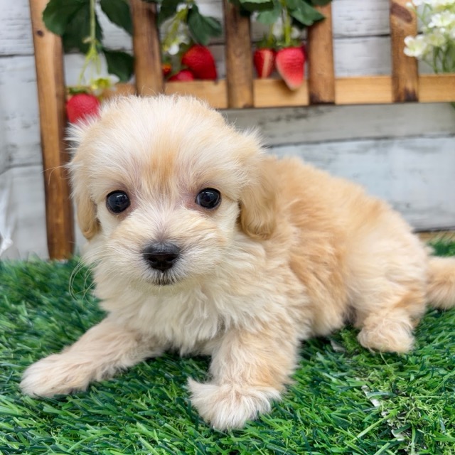 埼玉県のマルプー(マルチーズ×プードル) (かねだい所沢店/2025年12月12日生まれ/男の子/その他色)の子犬の2枚目の画像