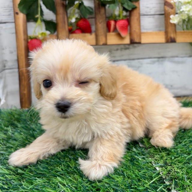 埼玉県のマルプー(マルチーズ×プードル) (かねだい所沢店/2025年12月12日生まれ/男の子/その他色)の子犬の3枚目の画像