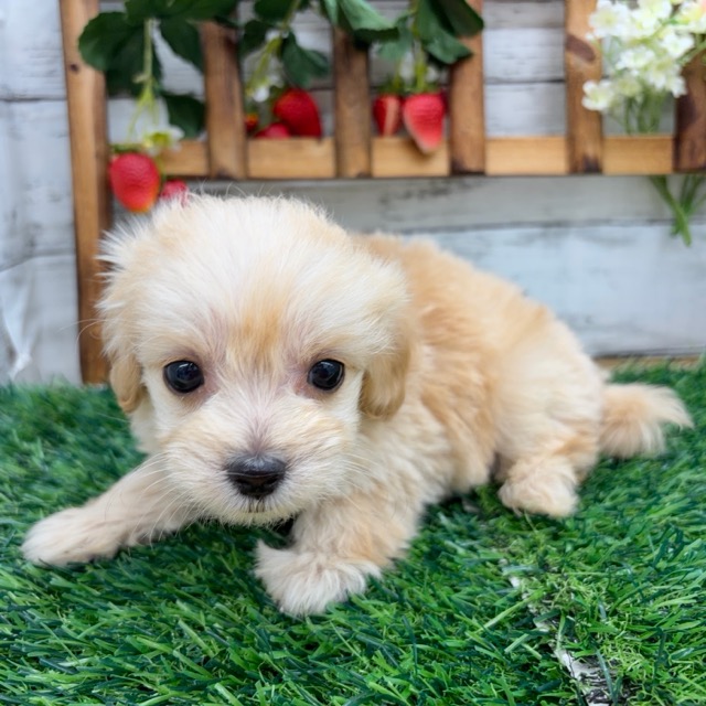 埼玉県のマルプー(マルチーズ×プードル) (かねだい所沢店/2025年12月12日生まれ/男の子/その他色)の子犬の4枚目の画像