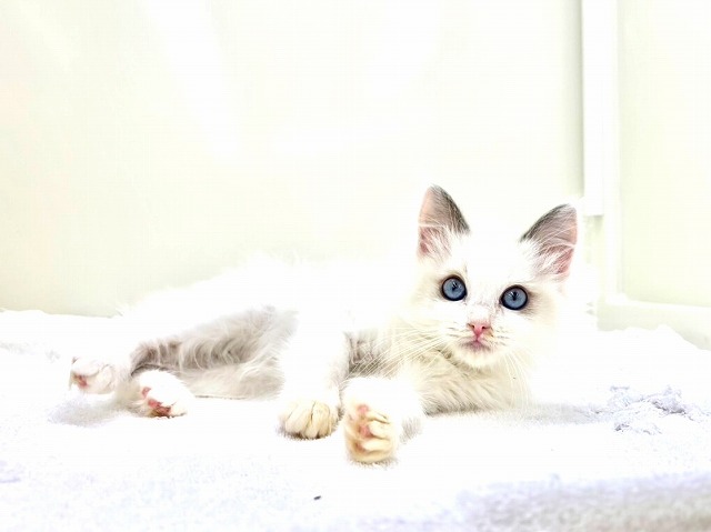 東京都のラグドール (かねだい本町田店/2025年12月1日生まれ/女の子/ブルーポイントバイカラー)の子猫の1枚目の画像