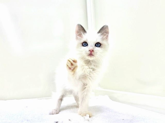 東京都のラグドール (かねだい本町田店/2025年12月1日生まれ/女の子/ブルーポイントバイカラー)の子猫の2枚目の画像