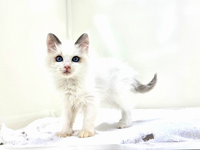 東京都のラグドール (かねだい本町田店/2025年12月1日生まれ/女の子/ブルーポイントバイカラー)の子猫の3枚目の画像