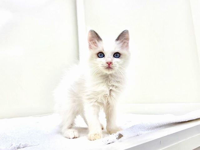 東京都のラグドール (かねだい本町田店/2025年12月1日生まれ/女の子/ブルーポイントバイカラー)の子猫の4枚目の画像