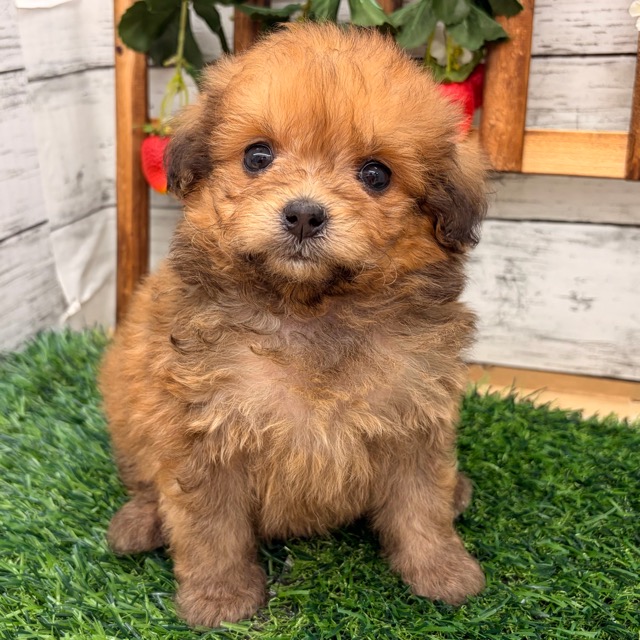 埼玉県のポメプー(ポメラニアン×プードル) (かねだい所沢店/2025年12月13日生まれ/女の子/オレンジセーブル)の子犬の1枚目の画像