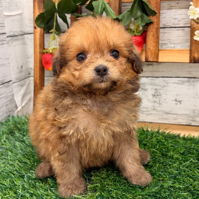 埼玉県のポメプー(ポメラニアン×プードル) (かねだい所沢店/2025年12月13日生まれ/女の子/オレンジセーブル)の子犬の2枚目の画像