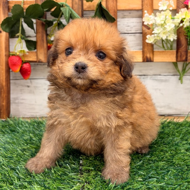 埼玉県のポメプー(ポメラニアン×プードル) (かねだい所沢店/2025年12月13日生まれ/女の子/オレンジセーブル)の子犬の4枚目の画像