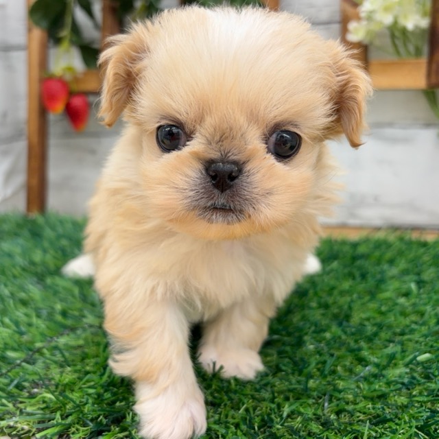 価格の安い♥犬MIX（チワワ×ペキニーズ） ♀ 現在体重440g【新入舎の子