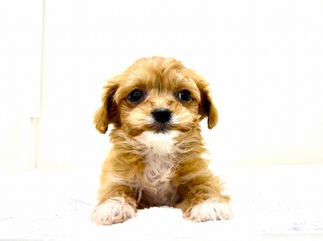 東京都のチワプー/プーチー(チワワ×プードル) (かねだい本町田店/2025年12月13日生まれ/男の子/アプリコットホワイト)の子犬の2枚目の画像